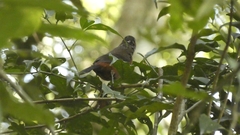 Ramphocelus bresilius
