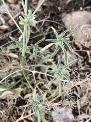 Ditaxis serrata