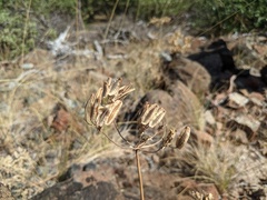 Lomatium macrocarpum