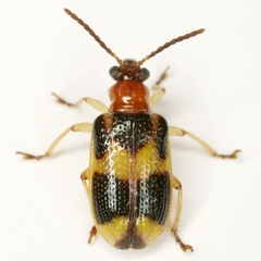 Lema opulenta