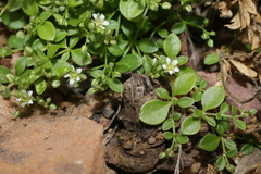 Polycarpon polycarpoides polycarpoides