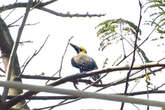 Colaptes campestris campestris