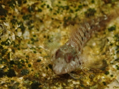 Parablennius incognitus