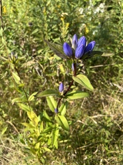 Gentiana andrewsii