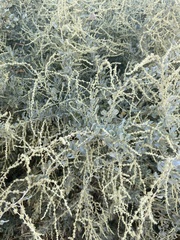 Atriplex lentiformis