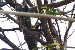 Colaptes campestris campestris