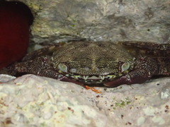 Pachygrapsus marmoratus