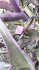 Tradescantia pallida