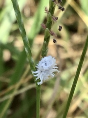 Cryptolaemus montrouzieri