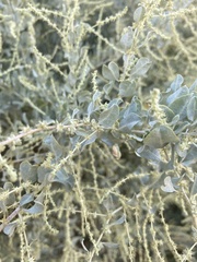 Atriplex lentiformis