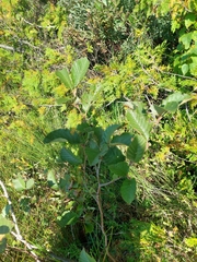 Alnus incana rugosa