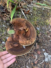 Phaeolus