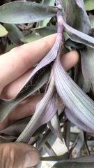 Tradescantia pallida
