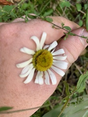 Leucanthemum vulgare