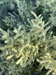 Allenrolfea occidentalis