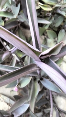 Tradescantia pallida