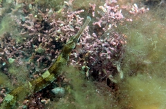 Syngnathus acus