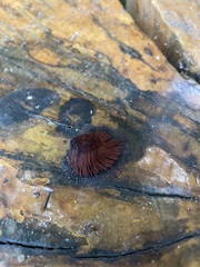 Stemonitis splendens