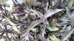 Tradescantia pallida