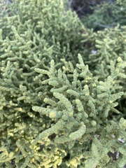 Allenrolfea occidentalis