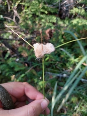 Eriophorum virginicum