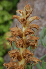 Orobanche minor