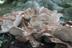 Meripilus giganteus