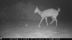 Tragelaphus scriptus