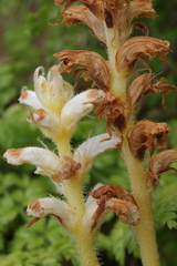 Orobanche minor