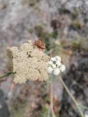 Carpocoris mediterraneus