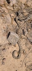 Crotalus oreganus helleri