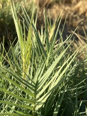 Distichlis spicata