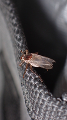 Pseudolynchia canariensis