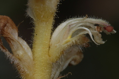 Orobanche minor