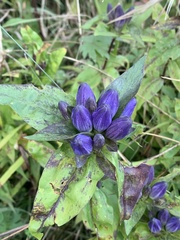 Gentiana clausa