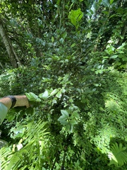 Citrus × aurantiifolia