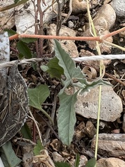 Convolvulus equitans