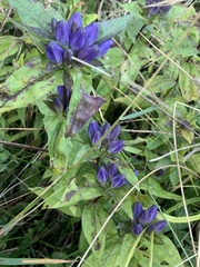 Gentiana clausa