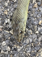 Malpolon monspessulanus