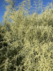 Atriplex lentiformis