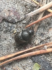Onthophagus