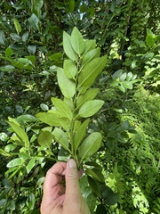 Citrus × aurantiifolia
