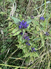 Gentiana clausa