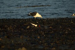 Haematopus leucopodus