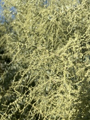 Atriplex lentiformis