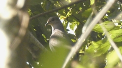 Patagioenas plumbea