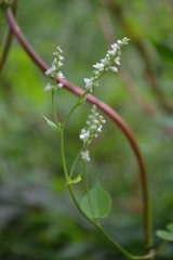Fallopia