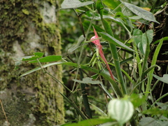 Billbergia distachia