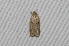 Scythropiodes issikii