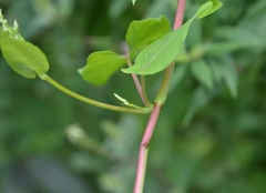 Fallopia